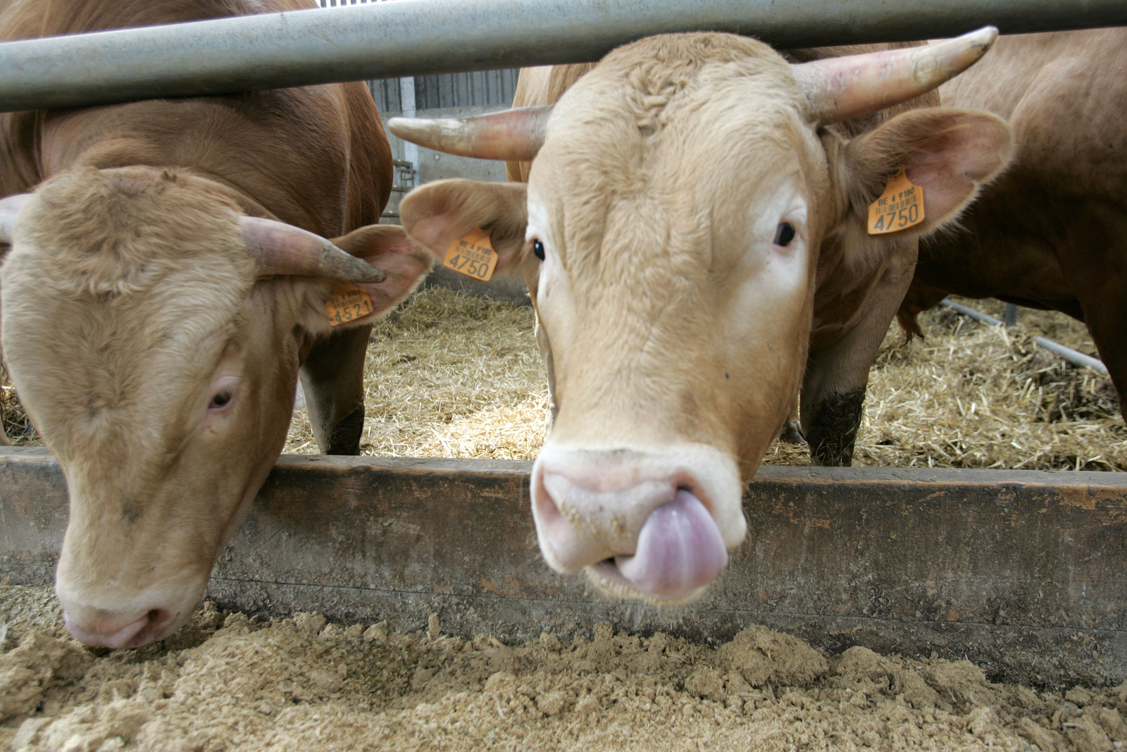 FDA: collect antimicrobial sales by species
