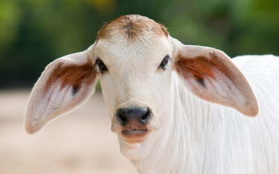 It must be remembered that most dairy calves in the tropics, whether from Bos indicus or Bos taurus, are smaller at birth and grow more slowly than they would in the temperate zones. Different feeding strategies might apply for these calves. [Photo: Shutterstock]