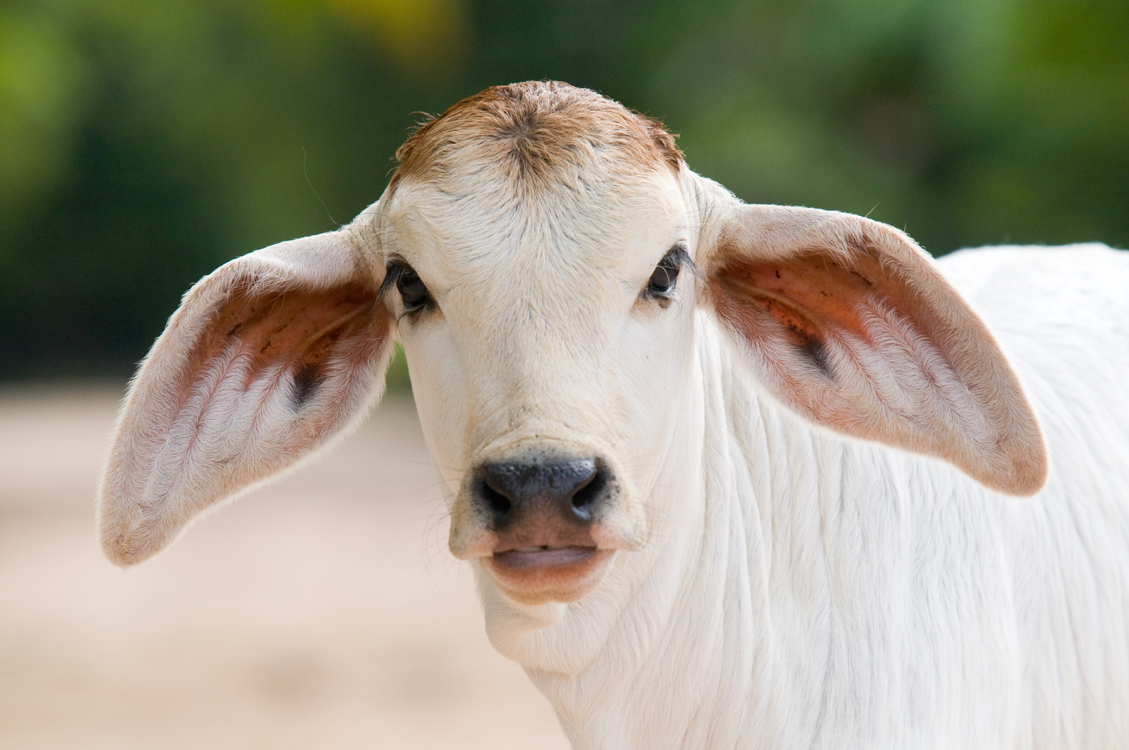 It must be remembered that most dairy calves in the tropics, whether from Bos indicus or Bos taurus, are smaller at birth and grow more slowly than they would in the temperate zones. Different feeding strategies might apply for these calves. [Photo: Shutterstock]