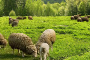 How to prepare grassland for post-lambing