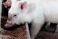 BPEX conference to showcase future of pig feeding
