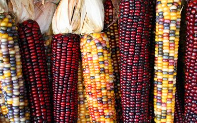 Designer transforms mexican corn into art. Photo: Wikipedia