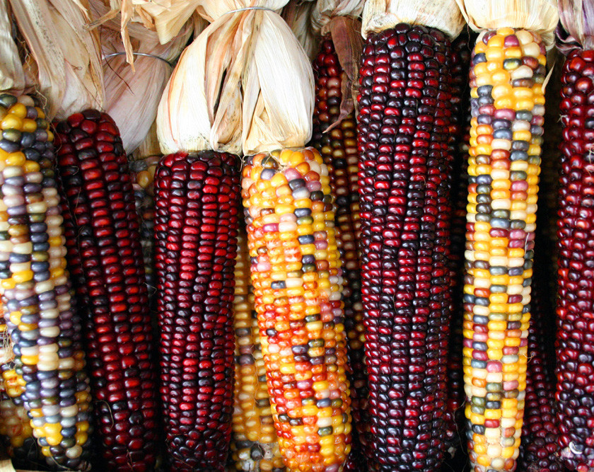 Designer transforms mexican corn into art. Photo: Wikipedia