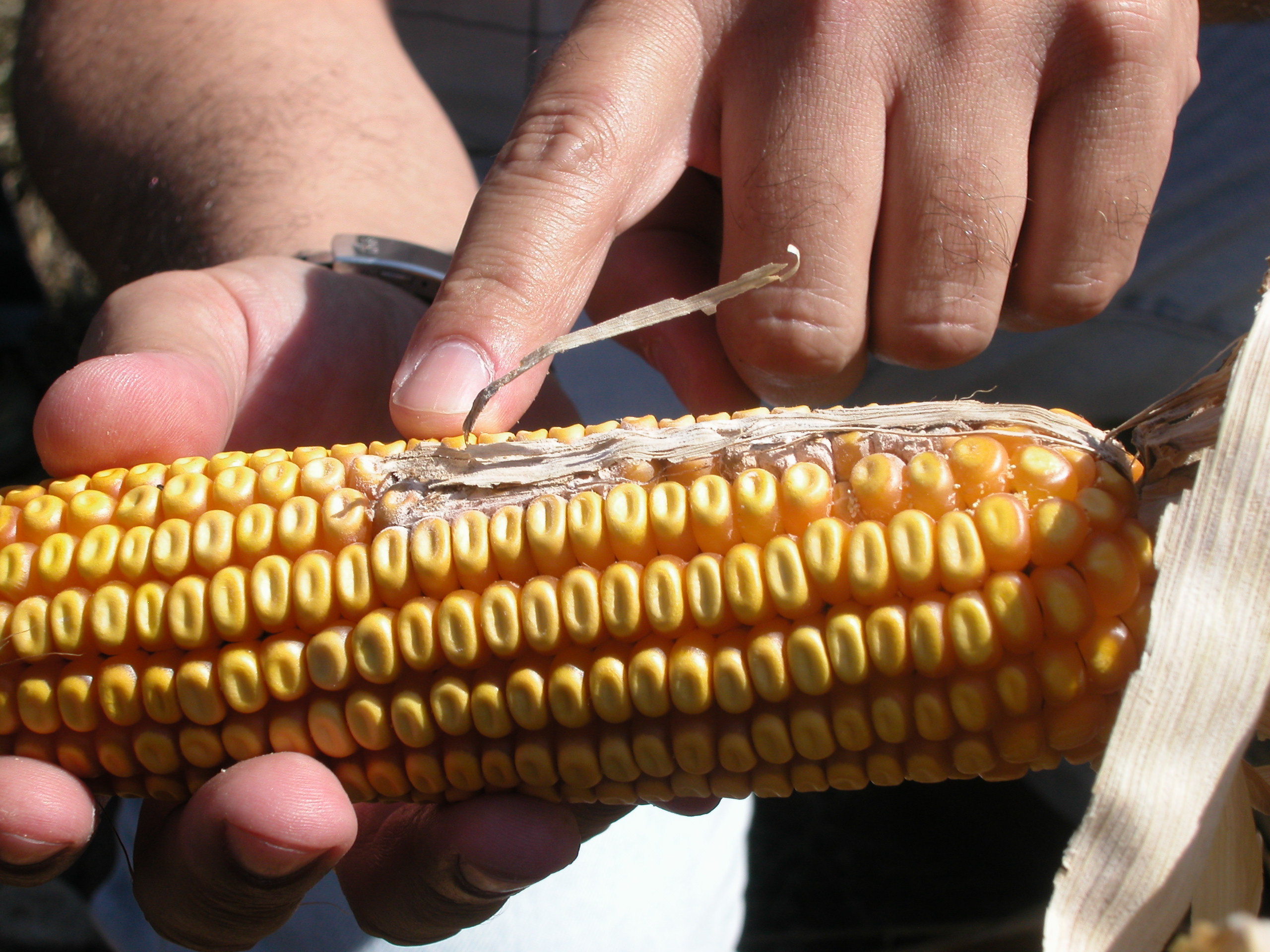 Aflatoxin B1: Changes for Brazil and Croatia