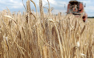 The world food organization FAO expects the wheat harvest to be 7.4 million tons higher than consumption. Photo: EPA