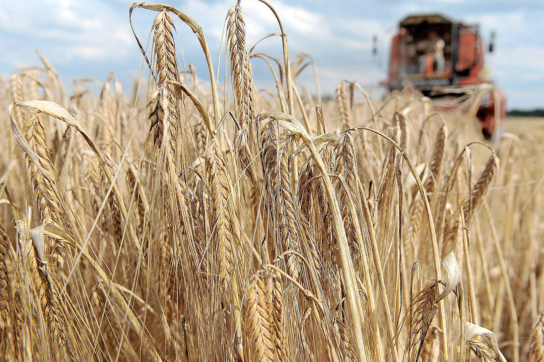 The world food organization FAO expects the wheat harvest to be 7.4 million tons higher than consumption. Photo: EPA