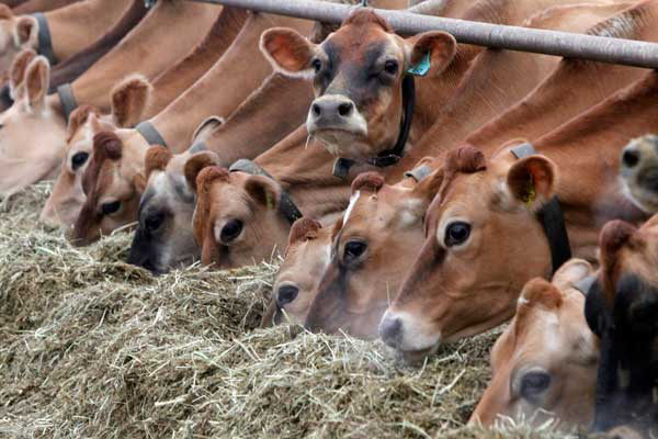 India: Dairy firm builds Asia s largest cattle feed plant