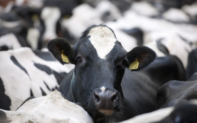 Mycotoxin risk and control in a dairy herd