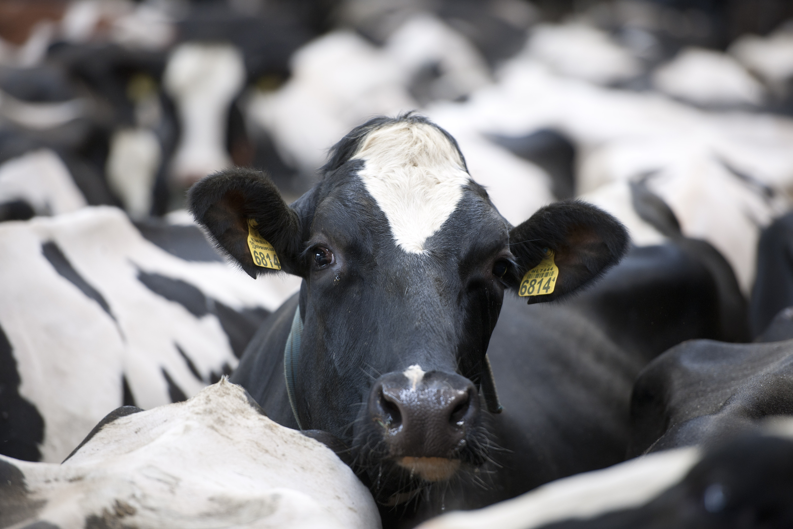 Mycotoxin risk and control in a dairy herd