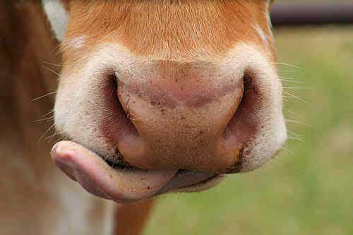 Texas s rancher feeds cattle beer to improve meat