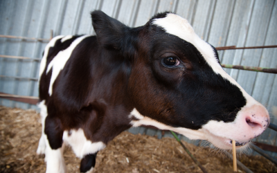 Probiotics benefit ruminal pH in Holstein calves