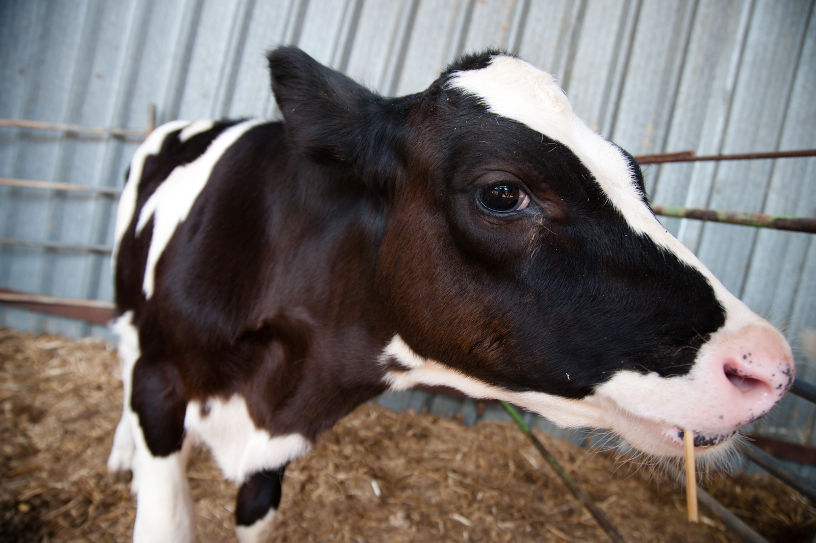 Probiotics benefit ruminal pH in Holstein calves