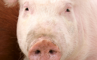 Improving digestibility of swine feed using probiotics