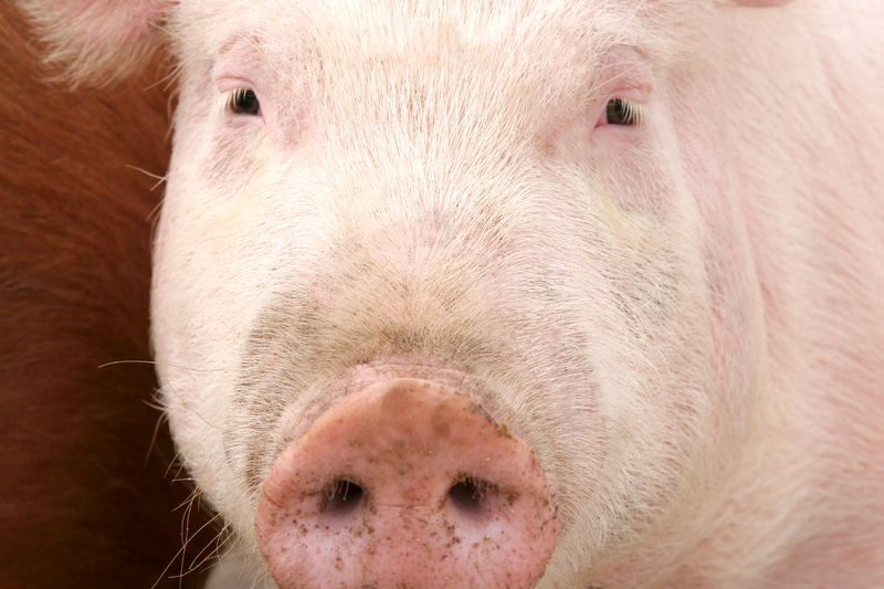 Improving digestibility of swine feed using probiotics