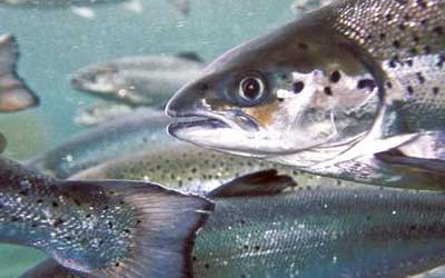 Could algae replace fish oil used in salmon feed?