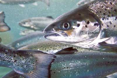 Could algae replace fish oil used in salmon feed?