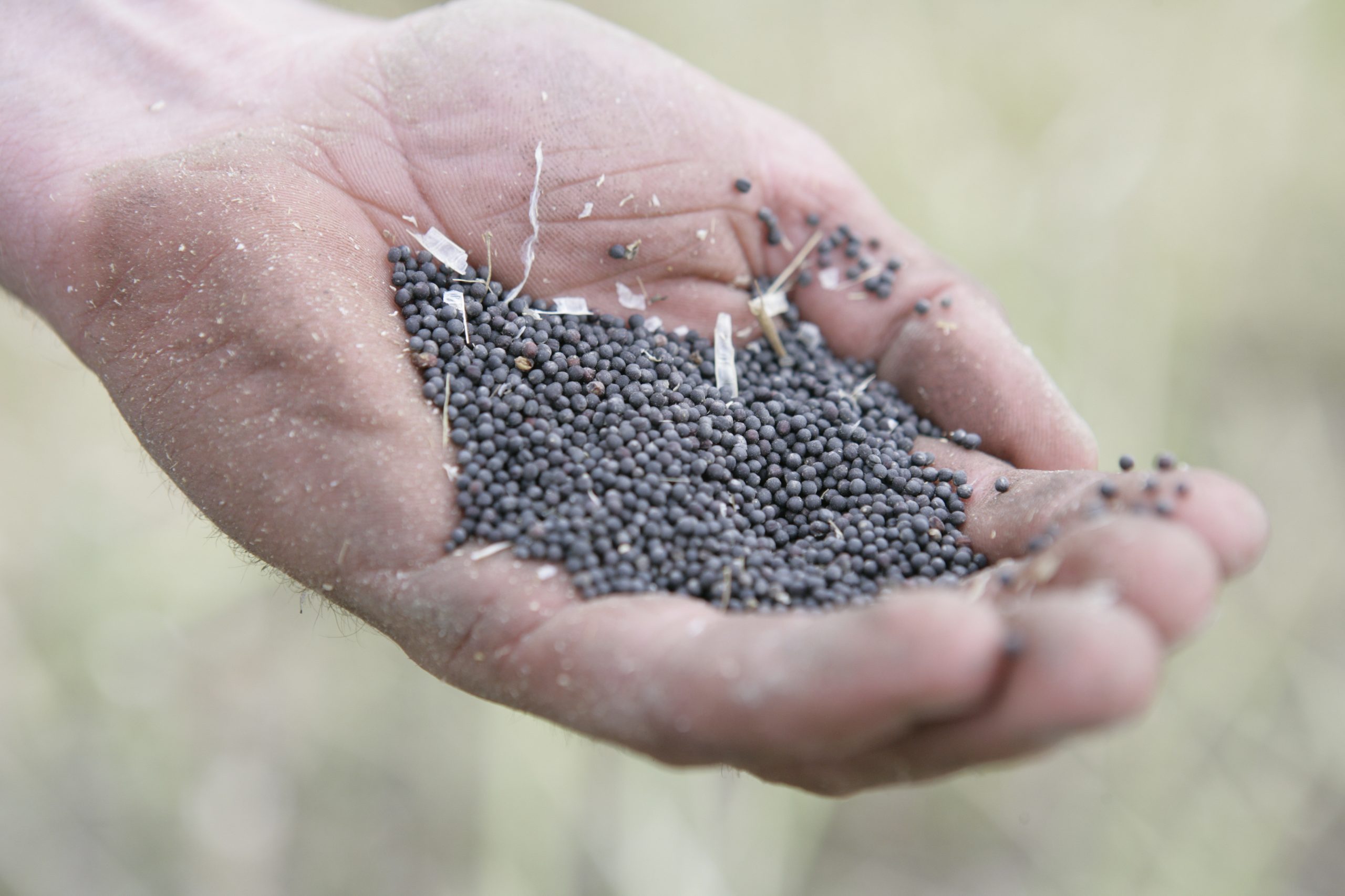 Rapeseed meal has the power to displace soya . Photo: Jan Willem Schouten