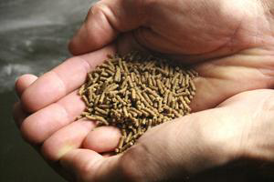 BLOG: What is in our fish feed and fish?