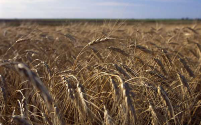 Ukraine wheat harvest forecast to recover in 2013