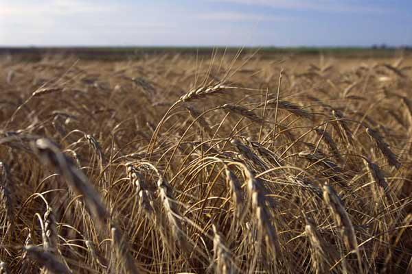 Ukraine wheat harvest forecast to recover in 2013