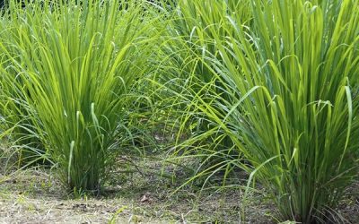 Lemongrass and rosemary for dairy goats. Photo: University of Illinois