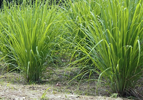 Lemongrass and rosemary for dairy goats. Photo: University of Illinois