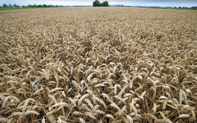 The dollar exchange rate and the Chinese import of grain and soy have a leading role in the grain market these days. Growing conditions are improving, especially for wheat. Prices are falling. Photo: Hans Banus