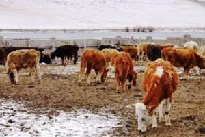 Kerchin Cattle Industry to build cattle fattening farm