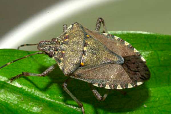 Stink bugs a pest for corn as well as soybeans