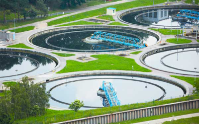 Animal feed proteins from wastewater