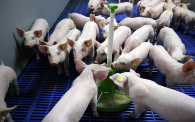 Phytate anti-nutrient effects also an issue in older pigs