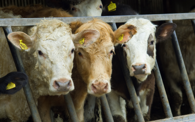 Cargill reduces antibiotics from feed yards
