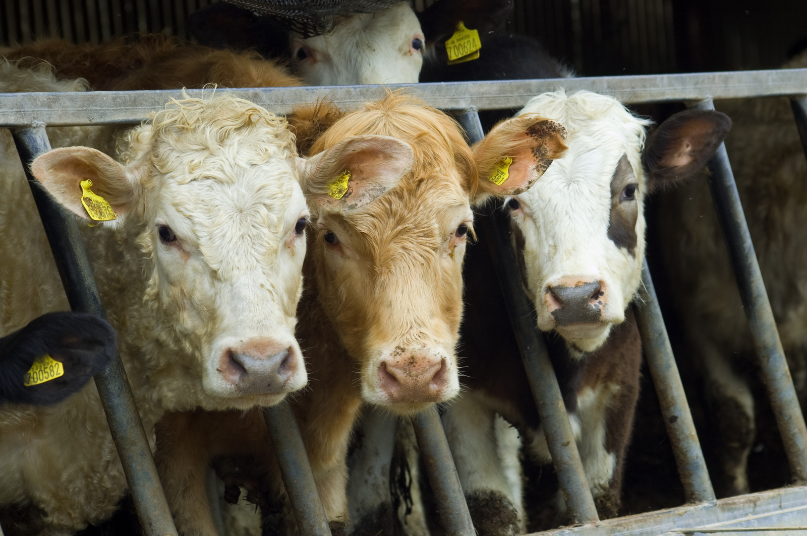 Cargill reduces antibiotics from feed yards