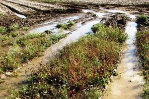 Rainstorms delay soy and corn planting in Argentina