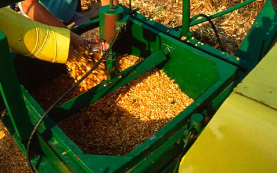 Cherkizovo aims for 40% hike in 2015 feed grain