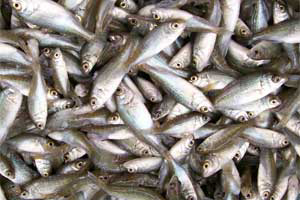 Kenya: Aquaculture risen over 500%
