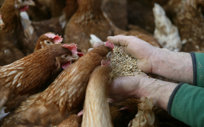 How to improve starch digestibility in poultry?