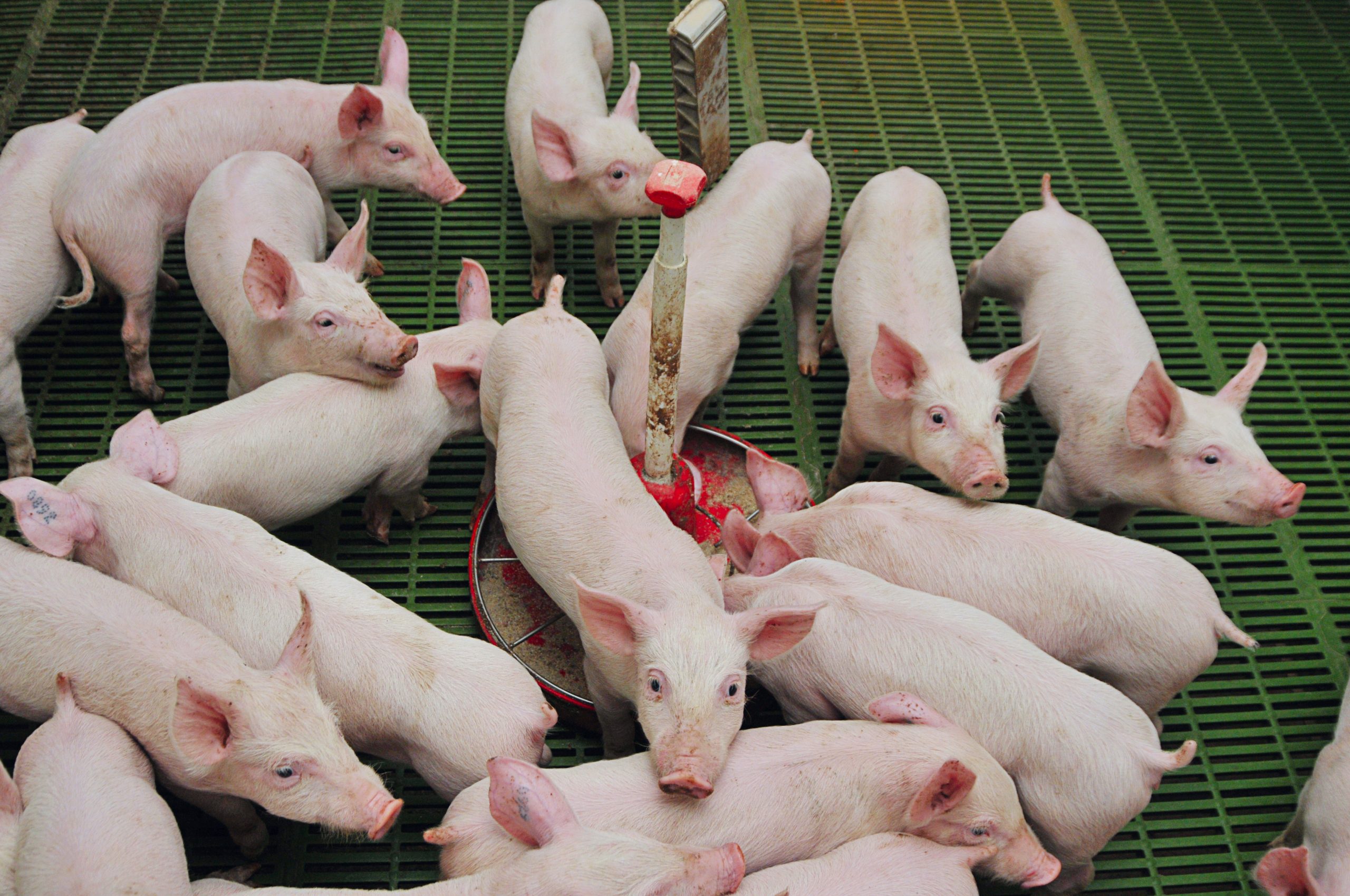 Nutritional strategies to reduce antibiotic use. Photo: AB Agri