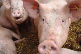 Nutrition s role in sow lameness prevention