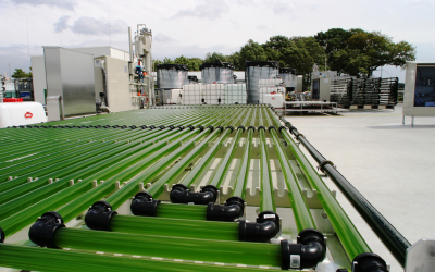 Algae cultivation profitable by 2025