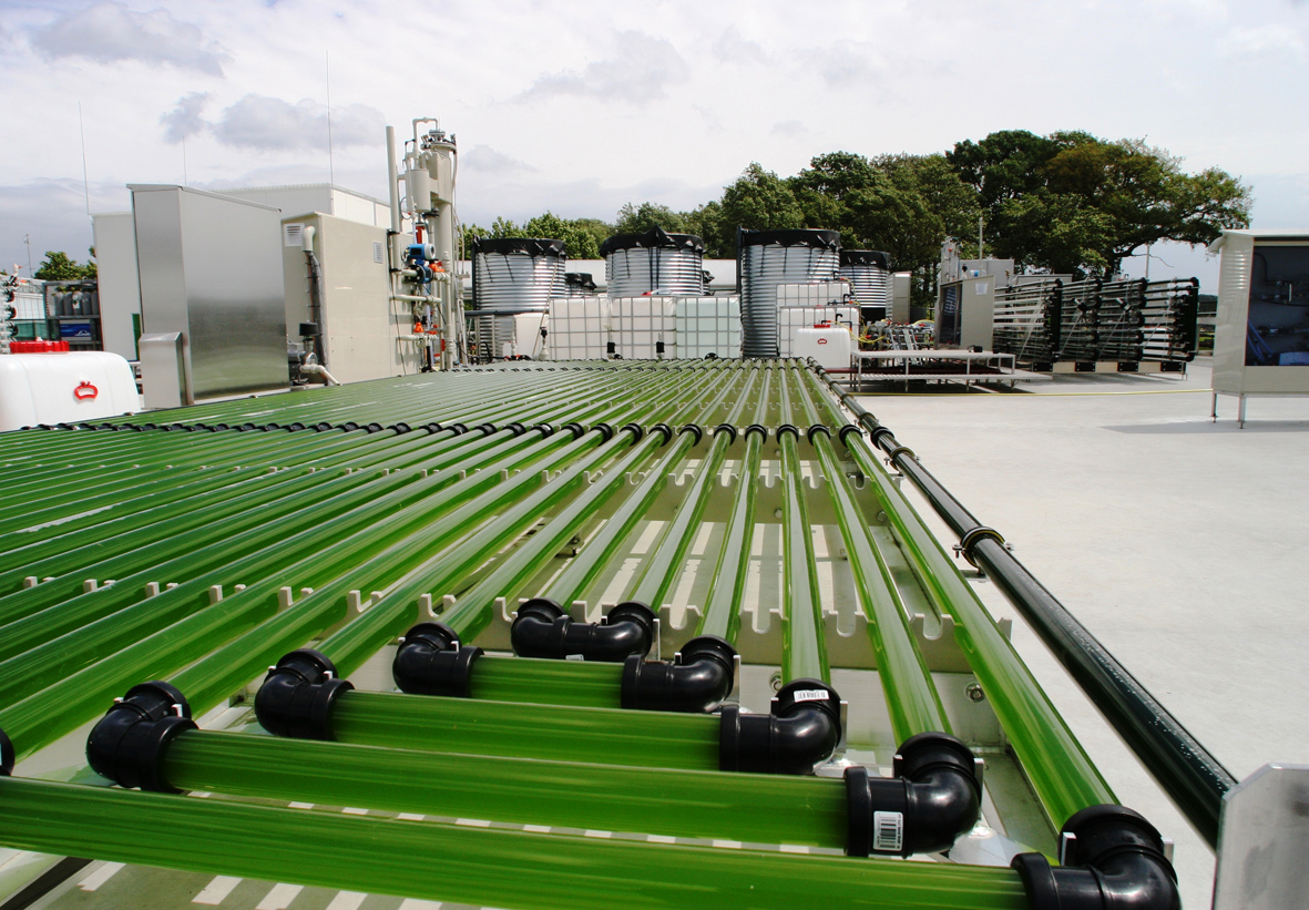 Algae cultivation profitable by 2025