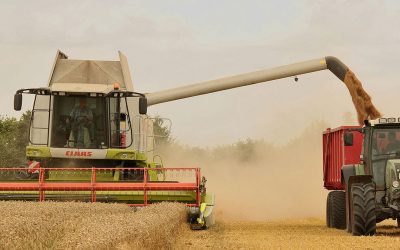 A combination of high temperatures and below-average rainfall have resulted in a weak maize yield in western and northern-central Europe. Photo: Michael Gäbler