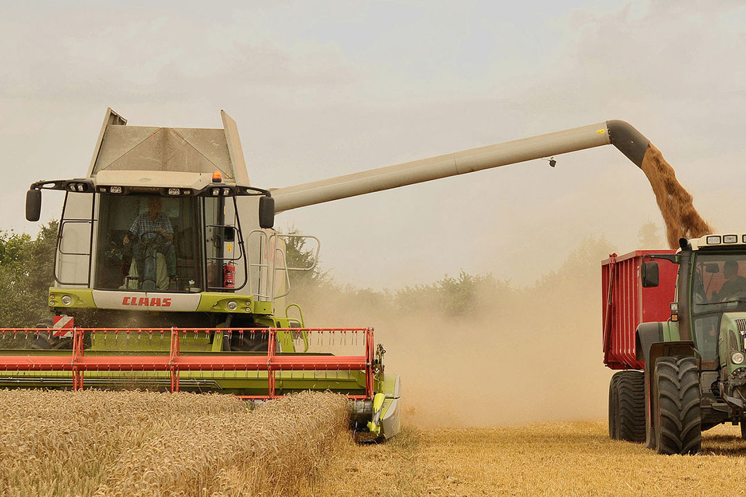 A combination of high temperatures and below-average rainfall have resulted in a weak maize yield in western and northern-central Europe. Photo: Michael Gäbler