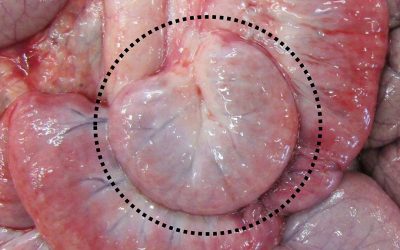 A surgically-isolated intestinal segment (lying within the hatched circle) that has been injected with the Mycobacterium paratuberculosis (MAP) bacteria that causes Johne s disease. Photo: Dr Philip Griebel