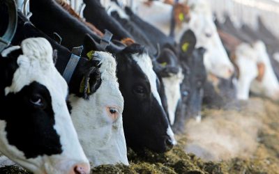 When cows are fed twice per day, less feed sorting will occur. Photo: Ronald Hissink