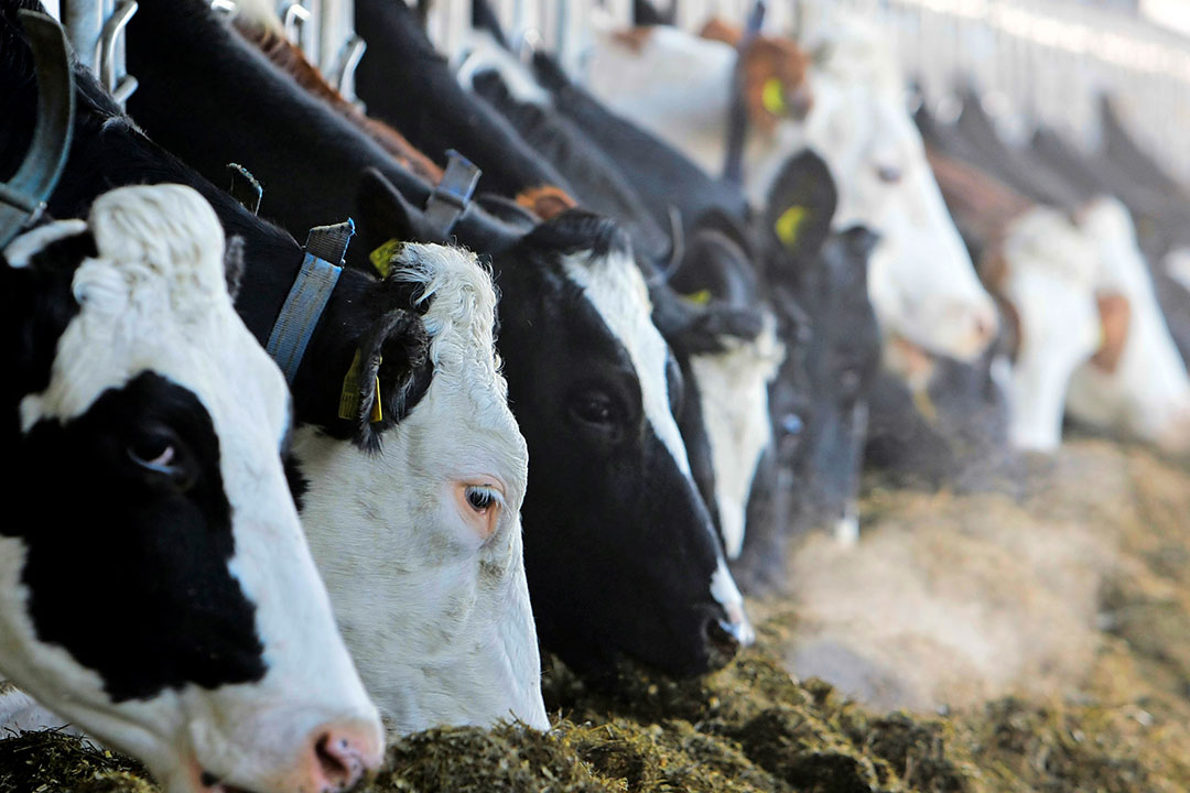 When cows are fed twice per day, less feed sorting will occur. Photo: Ronald Hissink