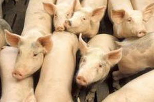 No culling of pigs in Dutch feed scare