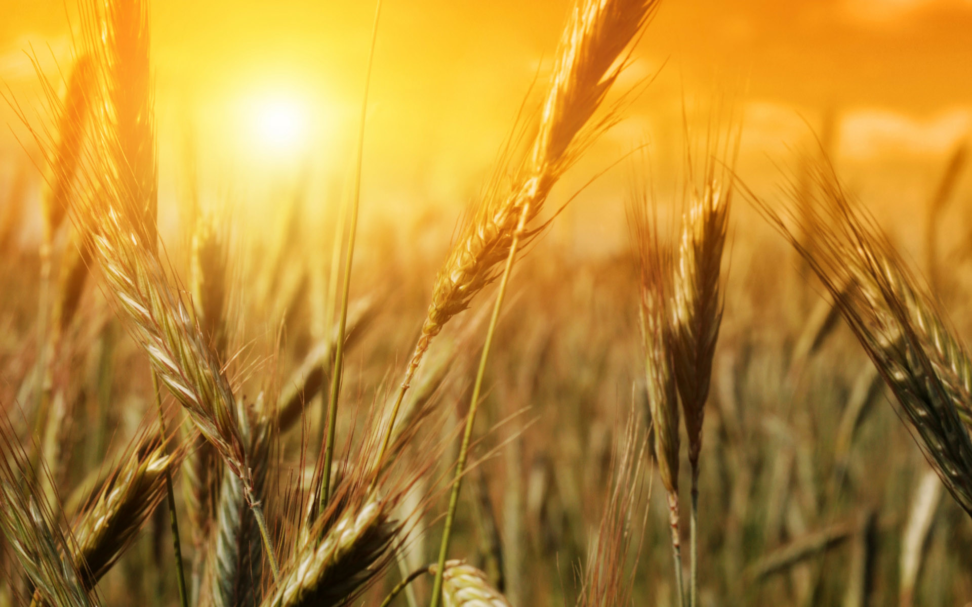 Wheat survey Canada helps to feed better. Photo: Shutterstock