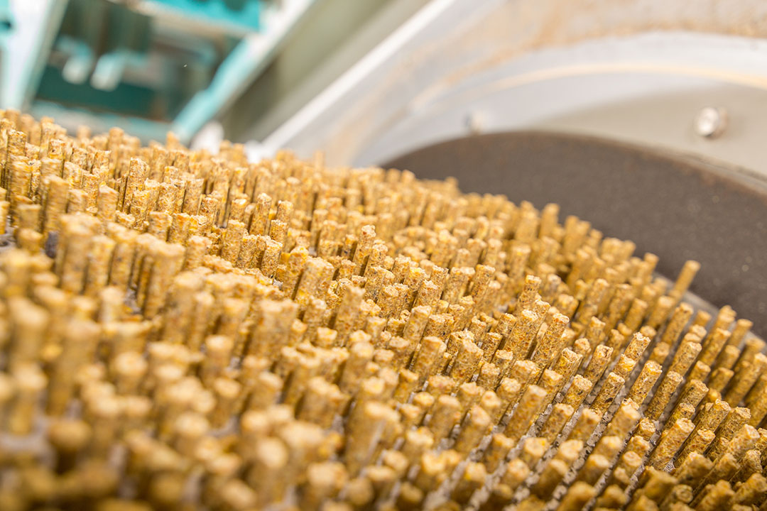 Results show that with the use of an alternative feed processing line the output of pellet (tonnes/h) and the longevity of the die have increased. Photo: Shutterstock