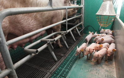Early supplementation of scFOS profit piglets. Photo Hans Prinsen